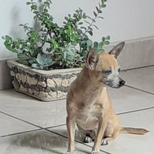 Схема вышивки «Mascota»