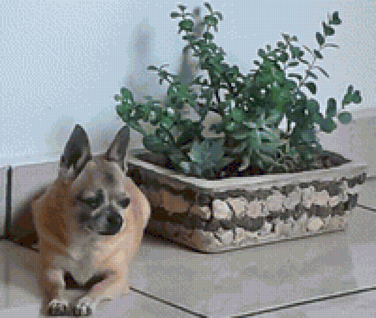 Mascota - mariposas - предпросмотр