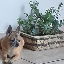 Схема вышивки «Mascota»