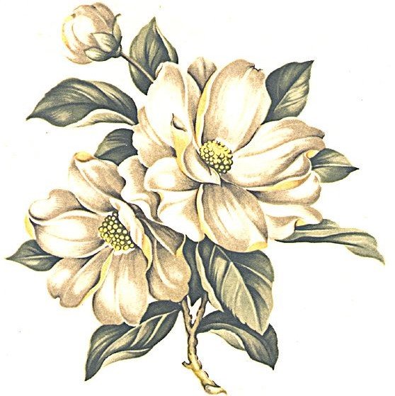 Магнолия - магнолия, цветок, монохром., подушка - оригинал