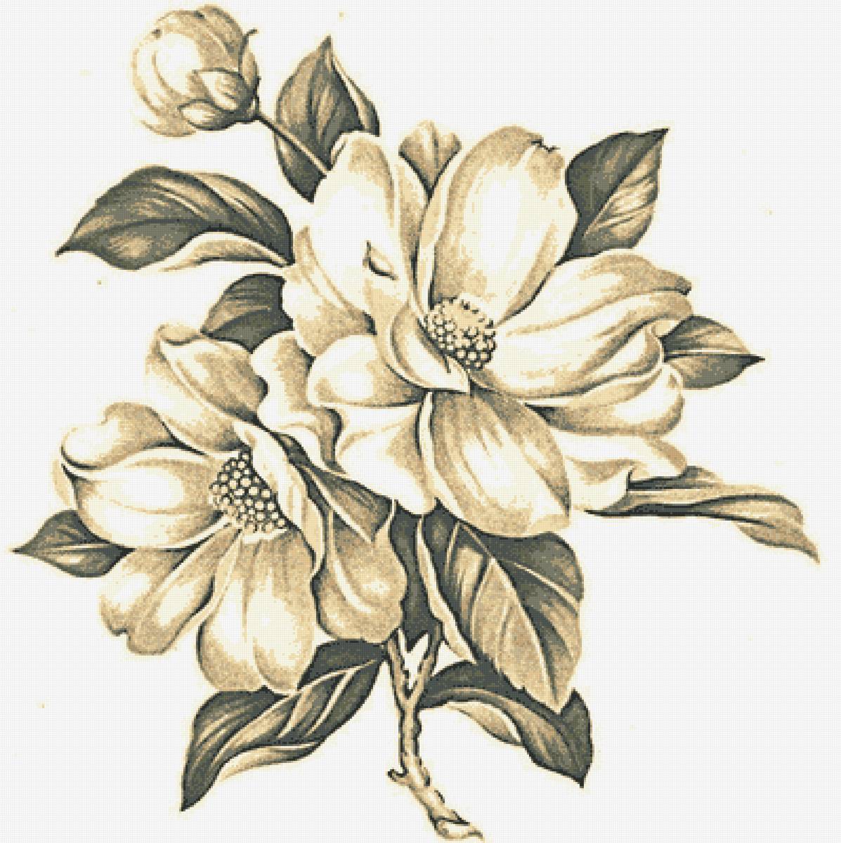 Магнолия - магнолия, подушка, монохром., цветок - предпросмотр