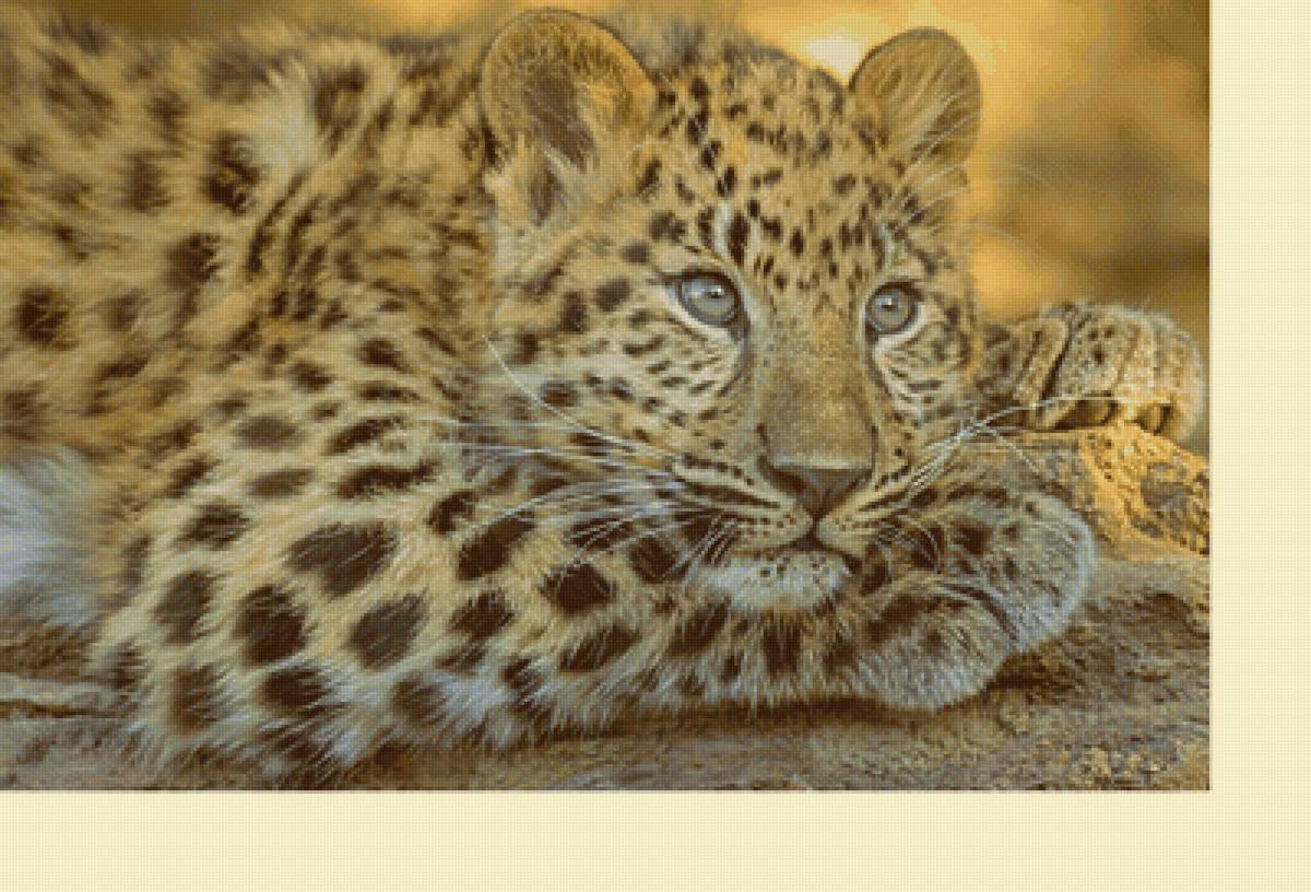 Серия "Хищники". Леопард - хищники, леопард, животные - предпросмотр