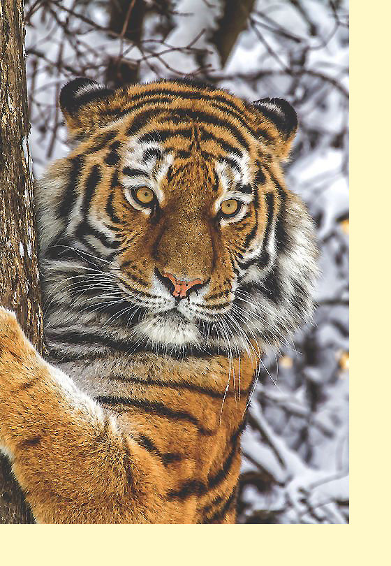 Серия "Хищники". Тигр - животные, тигр, хищники - оригинал
