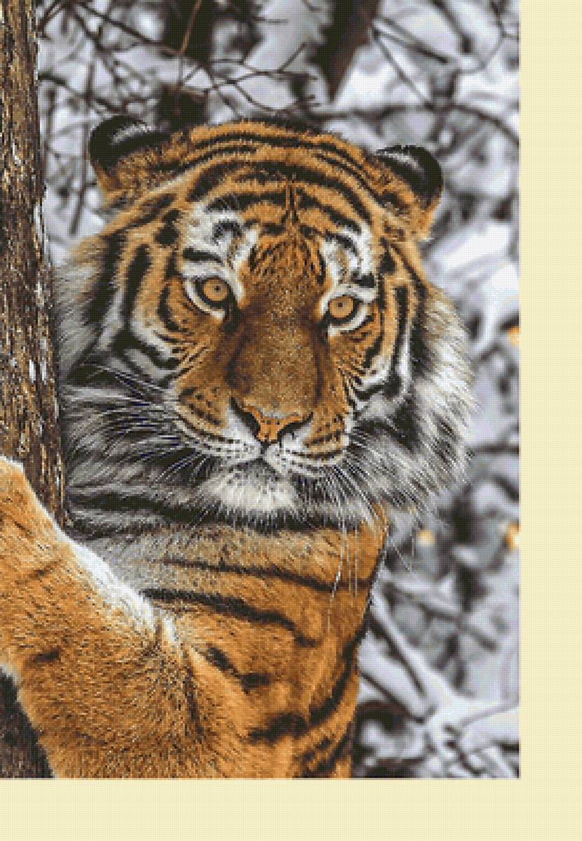 Серия "Хищники". Тигр - животные, тигр, хищники - предпросмотр