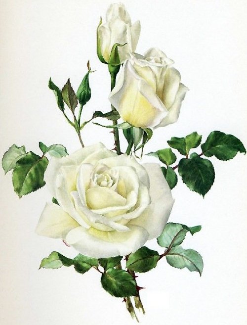 Розы - розы - оригинал