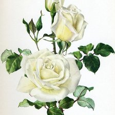 Оригинал схемы вышивки «Розы» (№2376942)