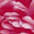 Предпросмотр схемы вышивки «Астры фламинго» (№2377084)
