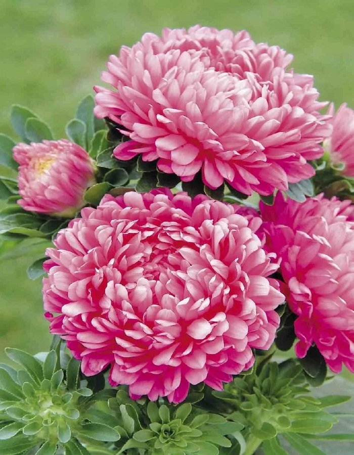 Астры фламинго - оригинал