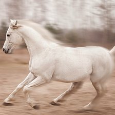 ахалтекинская лошадь серая