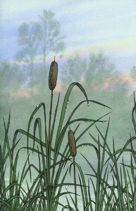 После дождя - природа, дождь, лето, озеро, камыши - оригинал