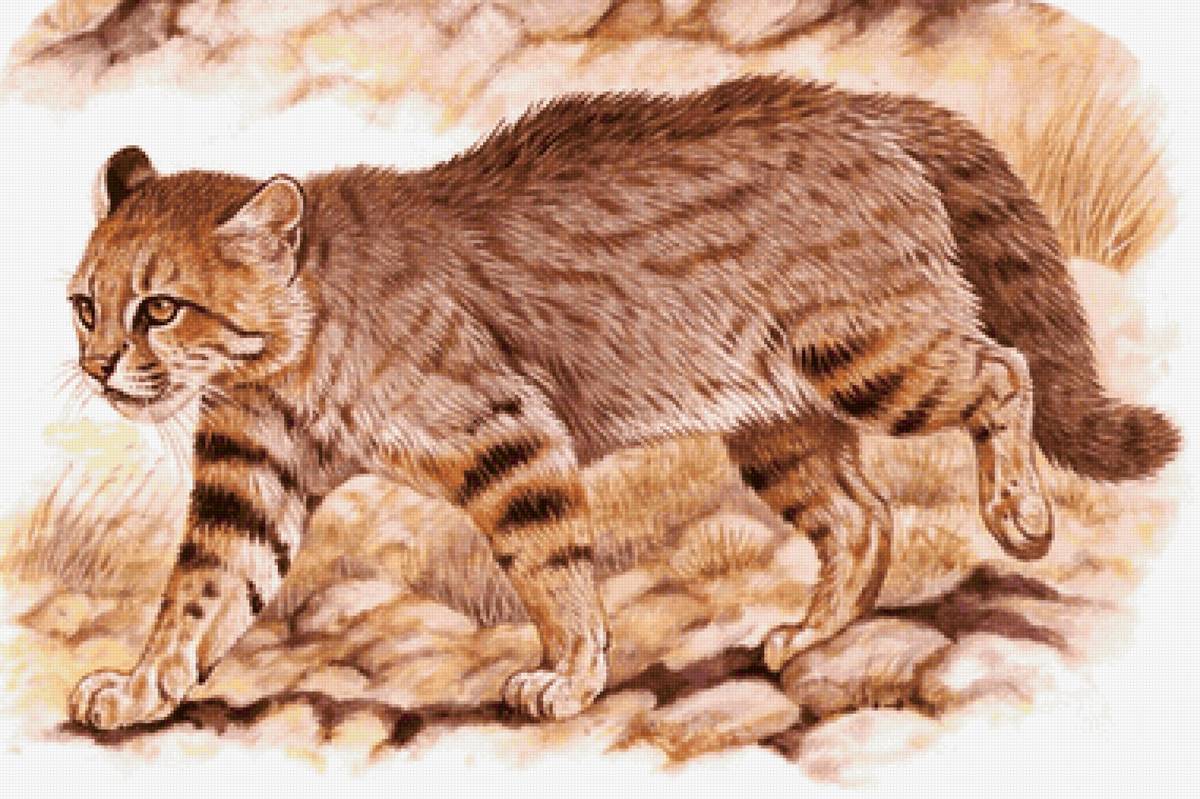 Gato selvagem. - animais. - предпросмотр