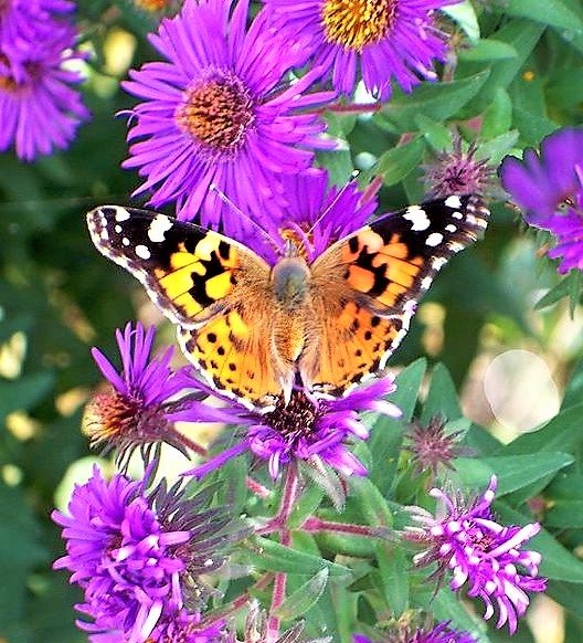 бабочка - бабочка, цветы - оригинал