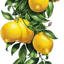 Схема вышивки «Лимоны»