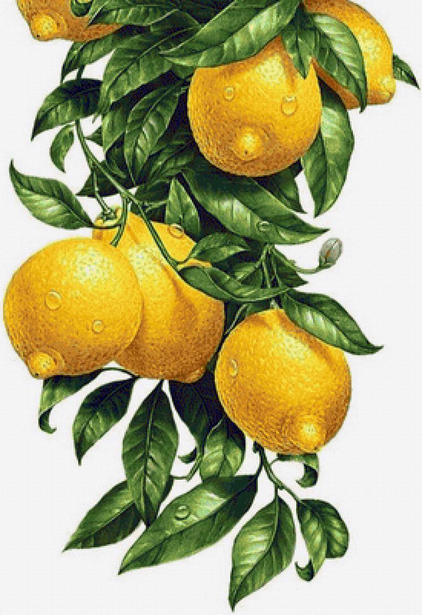 Лимоны - лимоны - предпросмотр