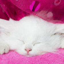 Схема вышивки «котенок в розовом»