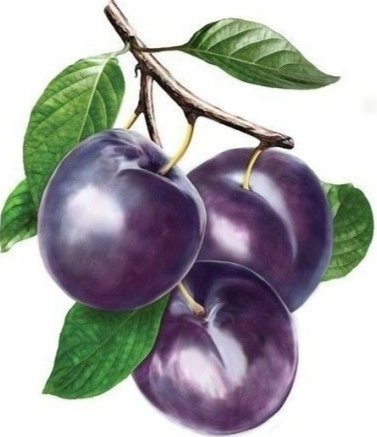 Сливы - сливы - оригинал