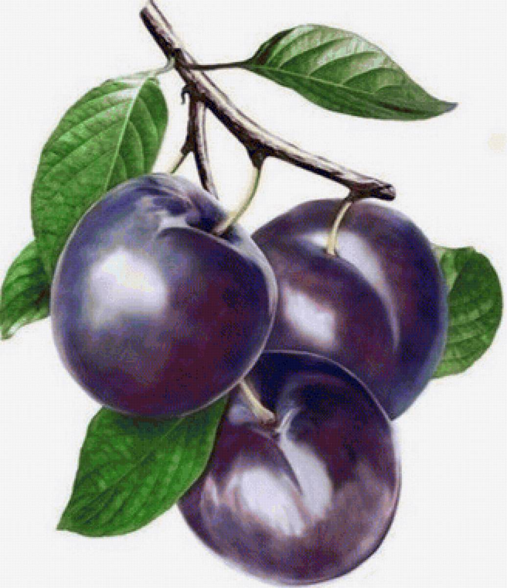 Сливы - сливы - предпросмотр