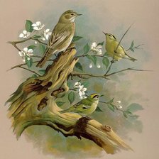 Оригинал схемы вышивки «птицы на ветке» (№2379498)