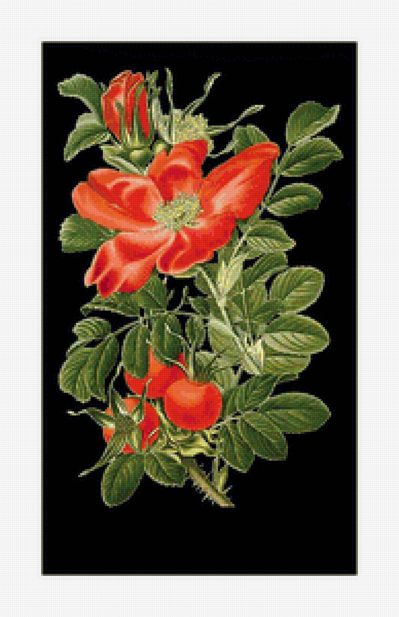 Шиповник - шиповник, красный., цветок - предпросмотр