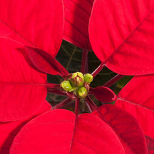 Схема вышивки «молочай пуансеттия»