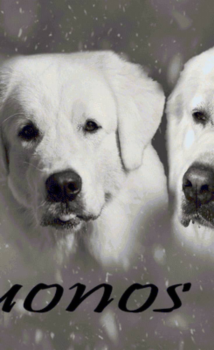 мои собаки 2 - мои, собаки - предпросмотр