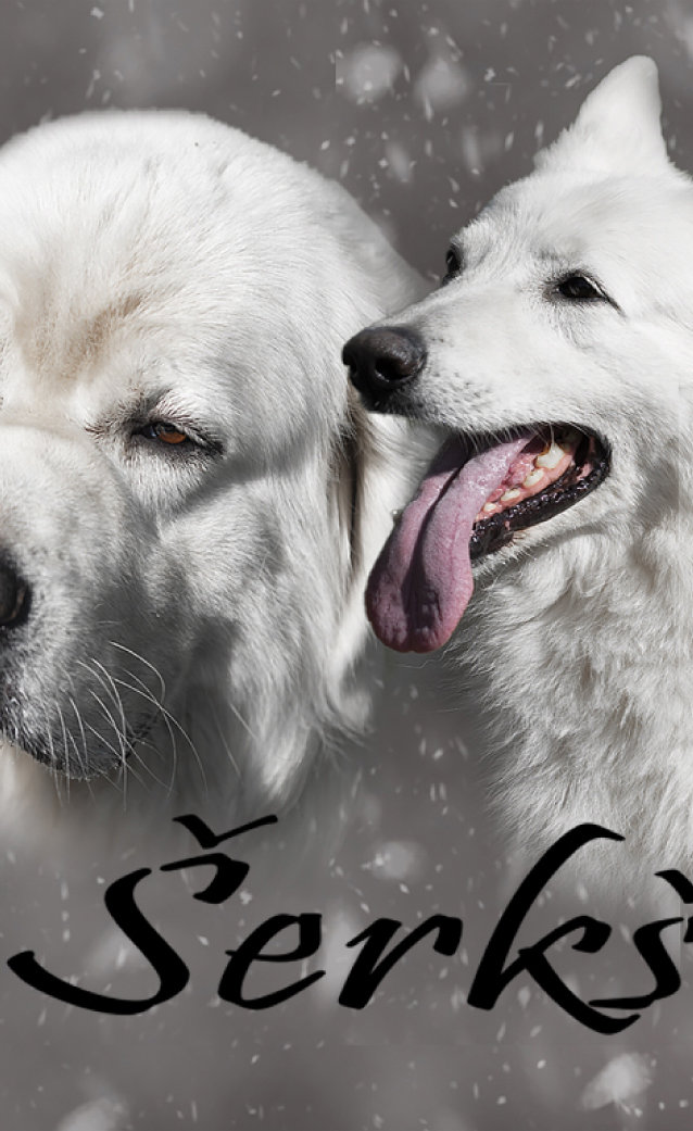 мои собаки 3 - мои, собаки - оригинал