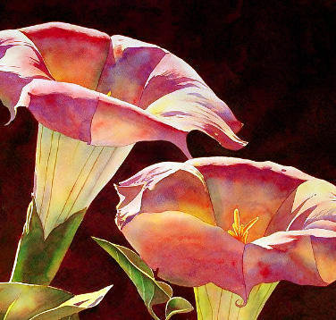 калла orania - цветы, калла - оригинал