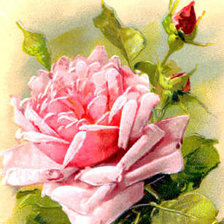 Схема вышивки «розы маслом»