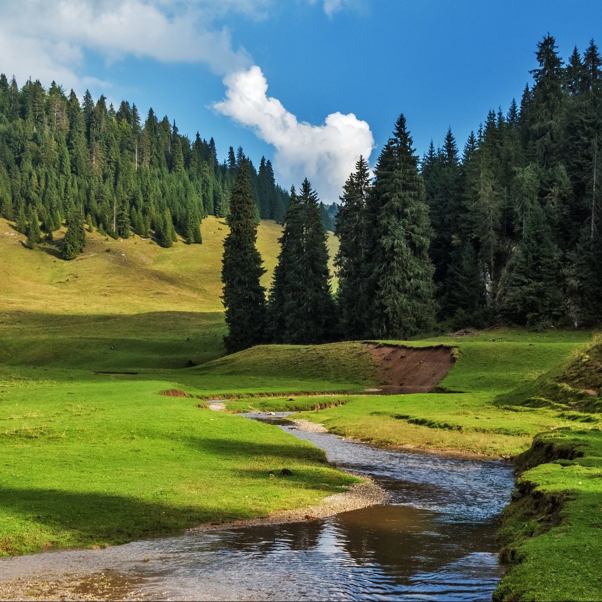 фото пейзаж - пейзаж, ручей, лес - оригинал