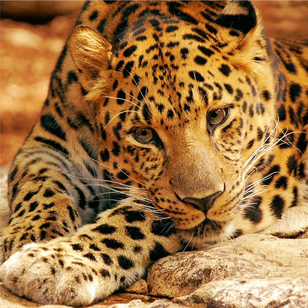 леопард взгляд - леопард, дикие кошки, подушка - оригинал