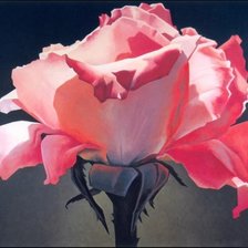 Схема вышивки «цветок розы»