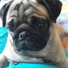 Схема вышивки «мопс Хлоя»