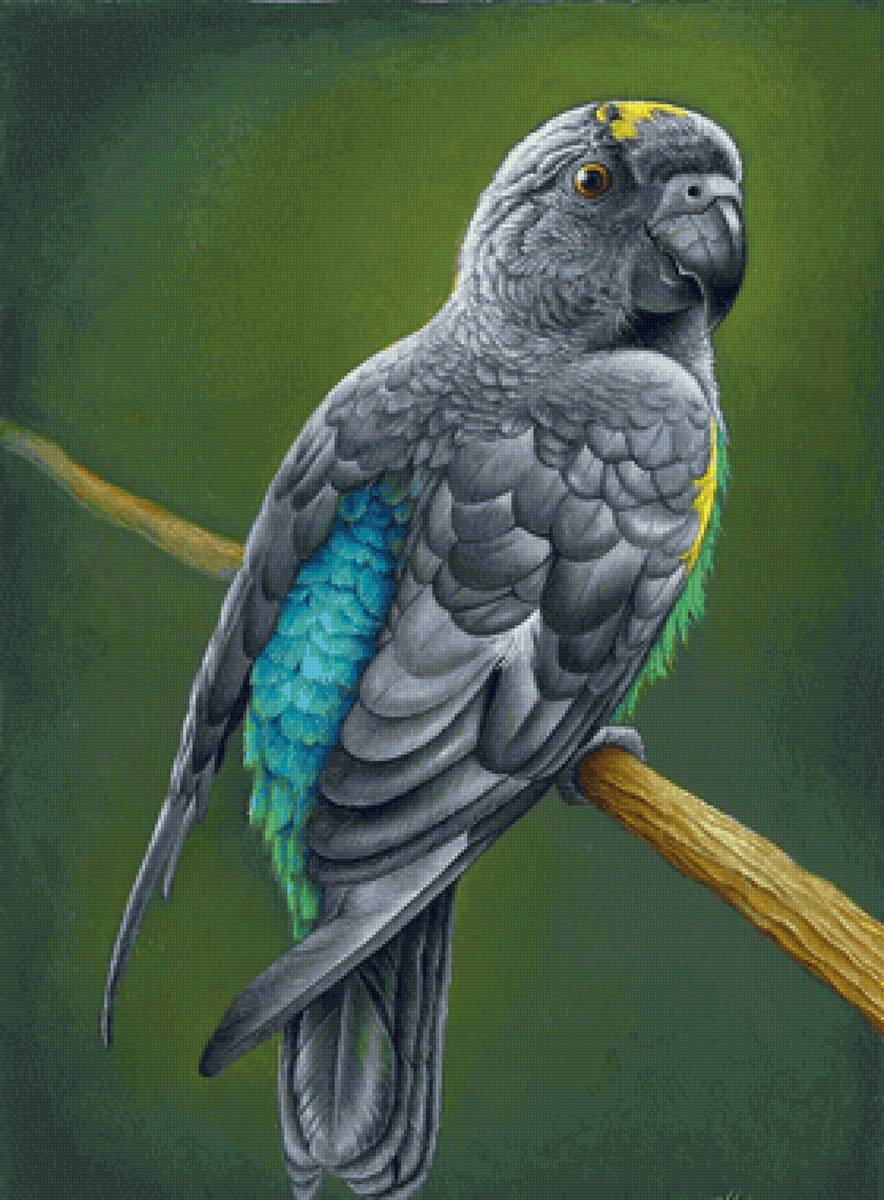 Pássaro. - pássaros. - предпросмотр