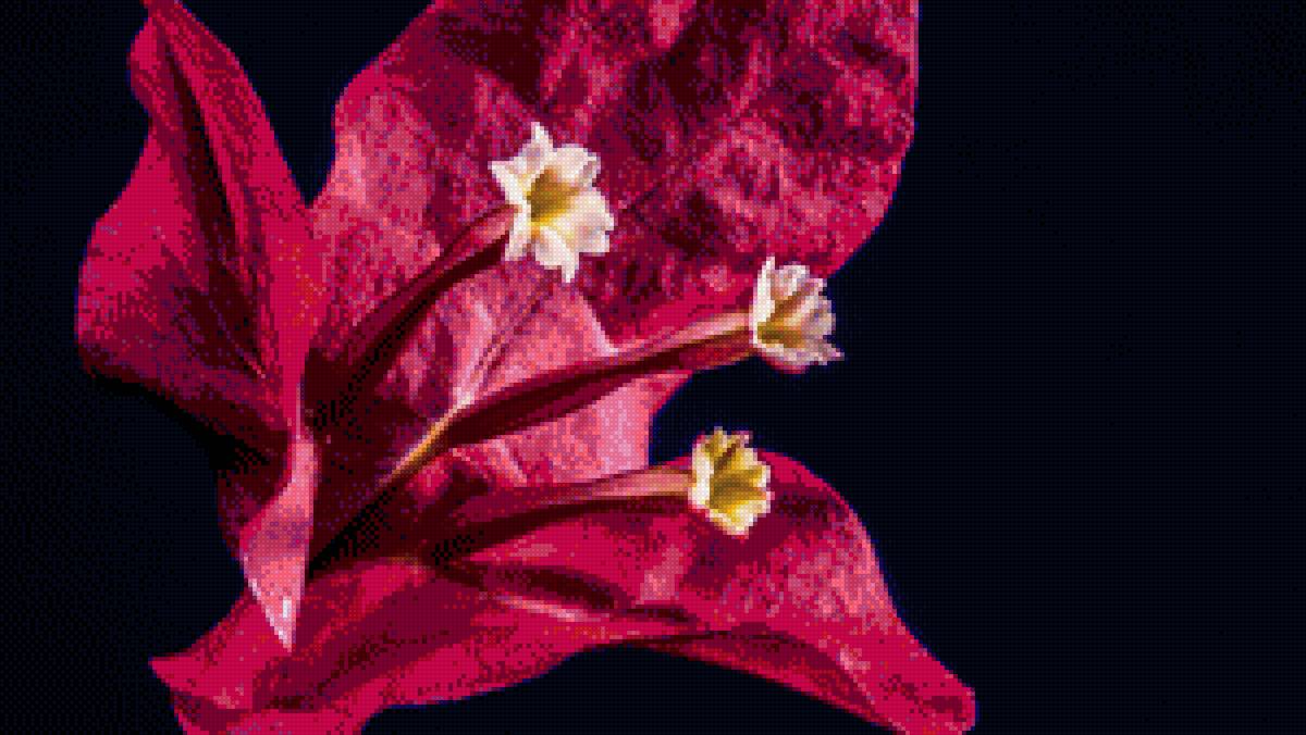 бугенвиллия - цветок, черный фон - предпросмотр