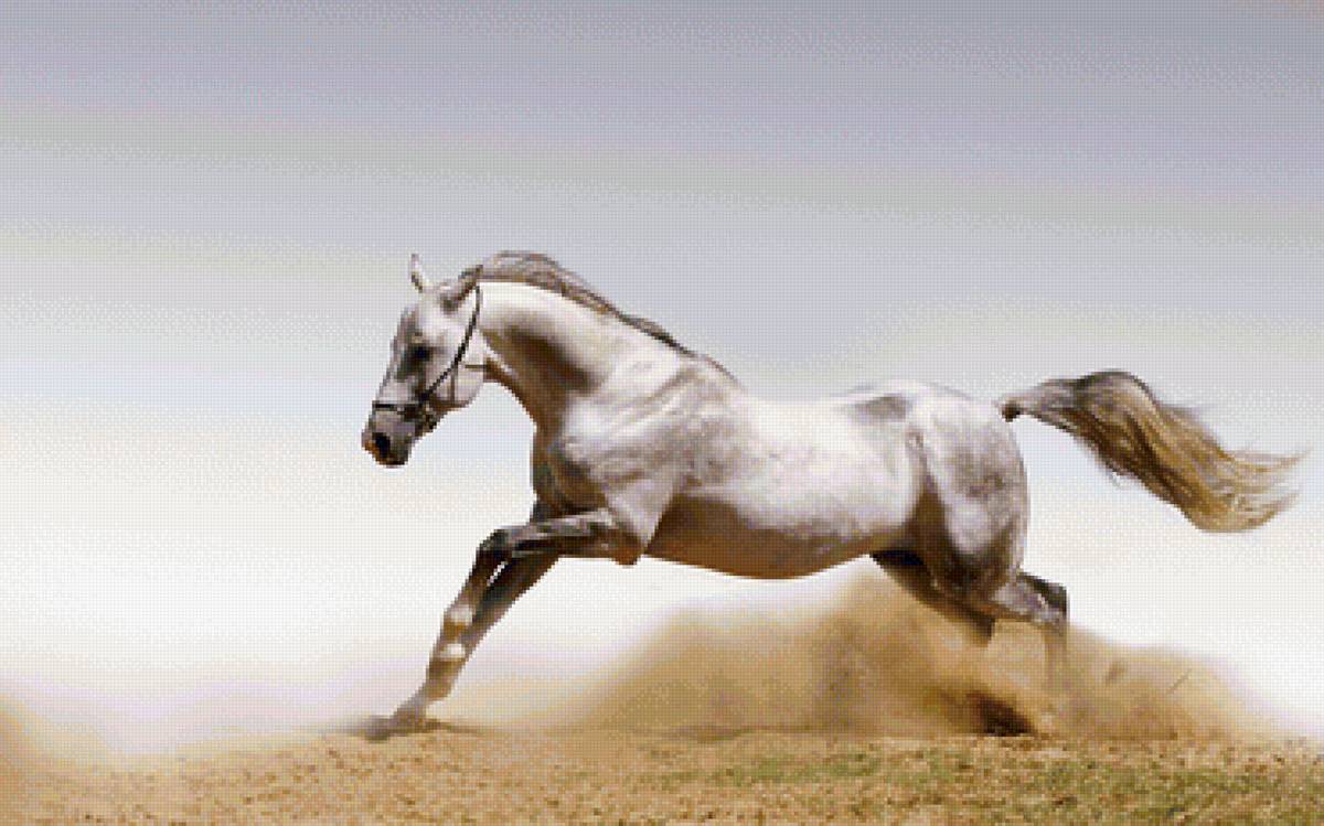 Лошадь бежит - конь, животное, лошадь - предпросмотр