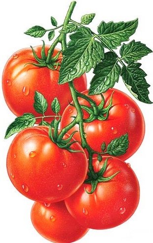 Томаты - томаты - оригинал