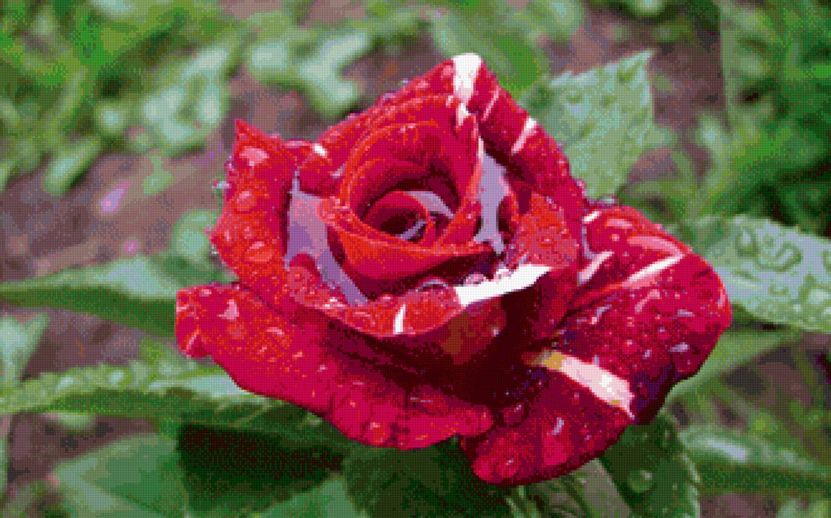 Красная роза - роза, цветок, цветы - предпросмотр