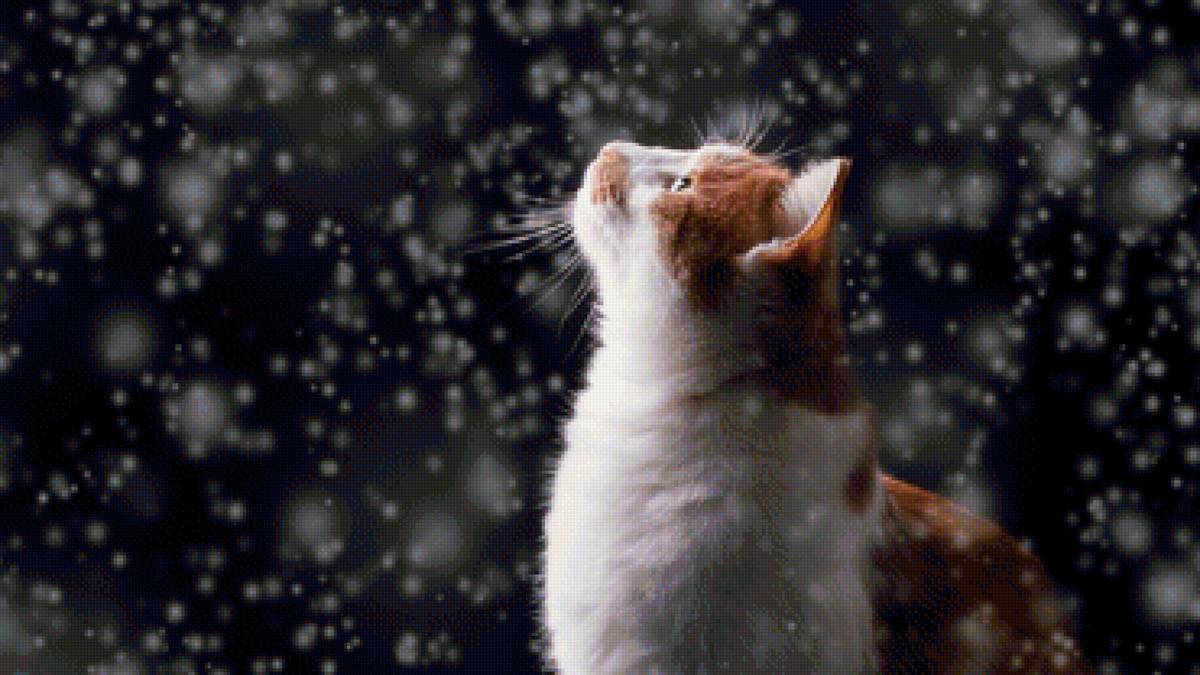 Кошка в снегу - кошка, снег, животные - предпросмотр