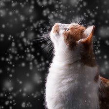 Оригинал схемы вышивки «Кошка в снегу» (№2382303)