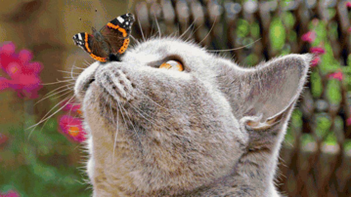 Кошка с бабочкой - бабочка, кошка - предпросмотр
