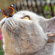 Кошка с бабочкой