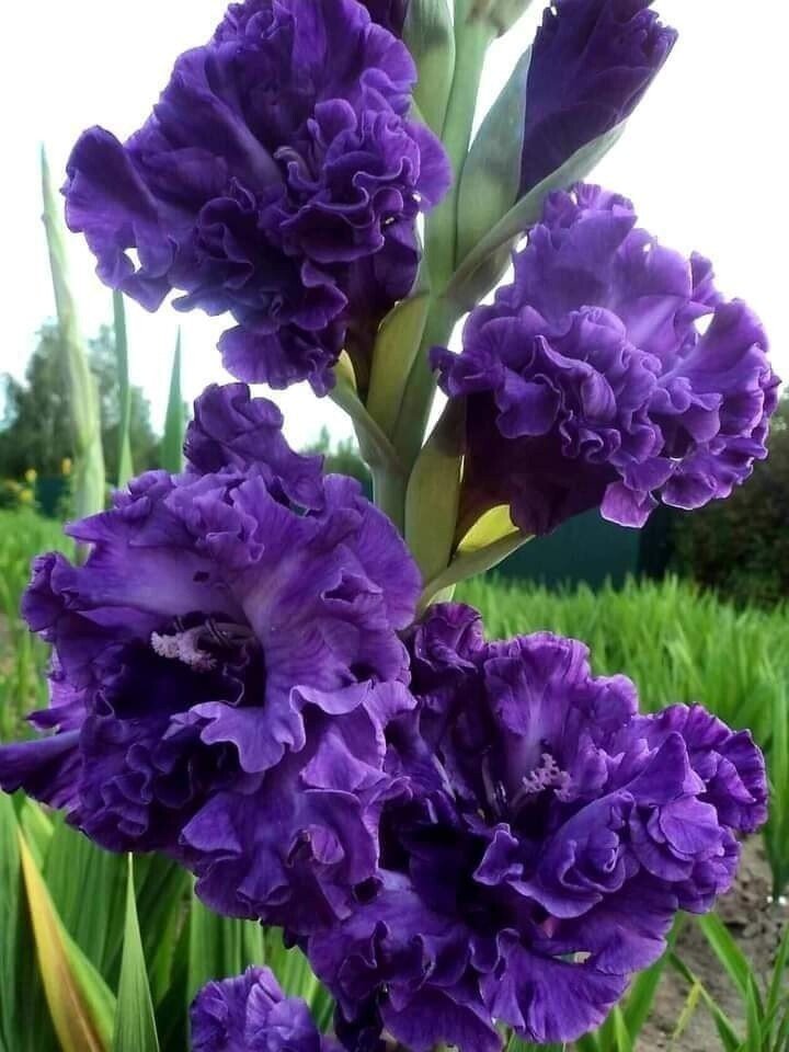 Гладиолусы - цветы, красивые, природа, гладиолус - оригинал