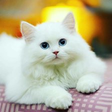Оригинал схемы вышивки «Красивый белый котенок» (№2383706)