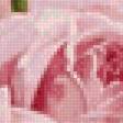 Предпросмотр схемы вышивки «Розы» (№2384026)