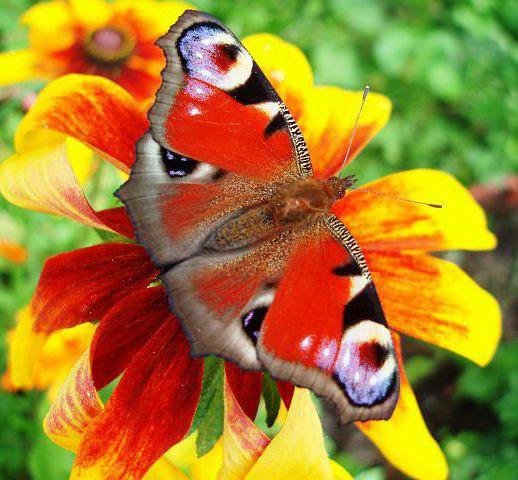 Павлиний глаз - бабочка, цветы - оригинал