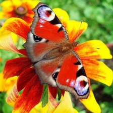 Схема вышивки «Павлиний глаз»