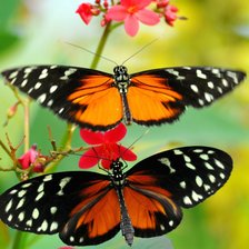 Схема вышивки «Бабочки»