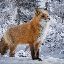 Лиса зимой возле леса