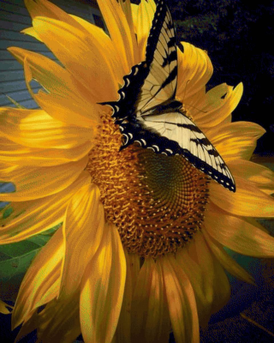 подсолнух - лето, подсолнух, бабочка - предпросмотр