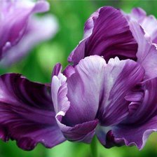 Схема вышивки «Тюльпан блю пэррот»